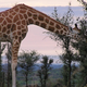 Illustration for article titled Lamarck's bizarre theory of evolution may turn out to be right after all